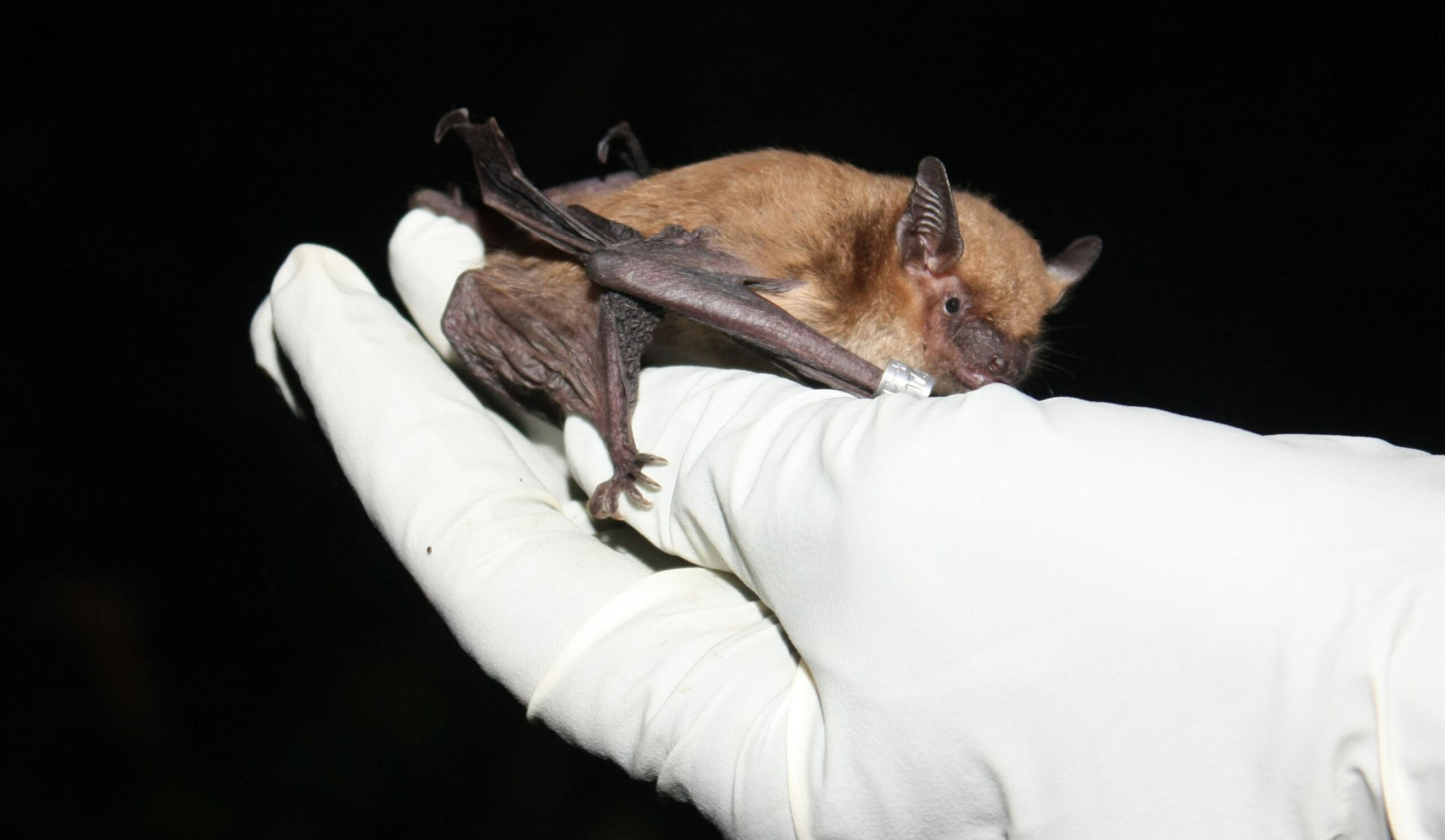 Tri-colored bat resting in the palm of a human hand