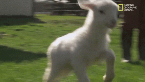 Baby lamb jumping across a meadow